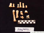 L_V20d5074 A16q665.3 R827 lR ta human bones in q-lot .JPG L_V20d5074 A16q665.3 R827 lR ta human bones in q-lot